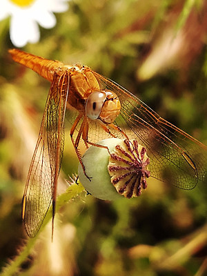 포토 JPG 해외이미지 야생동물 컬러 곤충 백그라운드 절지류 발 아침 무척추동물 앉기 사람없음 그래픽 초록색 뷰티 갈색 노란색 환경 봄 잠자리 그림 육식동물 양귀비 내추럴 동물상 생태학 해외202309 해외포토 주간 동물 계절 교육 꽃 모션 신체부위 조형물 파일형식