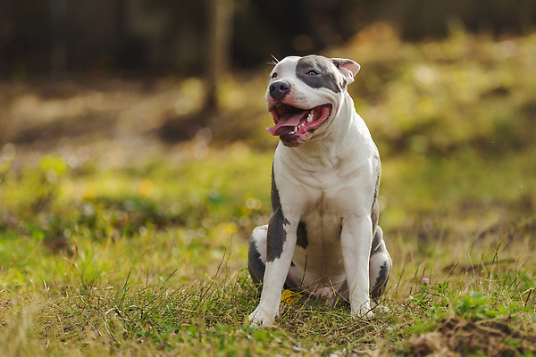 포토 JPG 해외이미지 동물 응시 행복 백그라운드 자연 놀이 거리 털 사람없음 야외 반려동물 햇빛 뷰티 갈색 판매 맑음 봄 미니어처 4 구출 개 모피 테리어 그네 불독 송곳니 노숙자 기르기 동반자 신앙심 순혈 해외202309 해외포토 시선 계절 감정 컬러 포유류 날씨 태양 숫자 모형 도움 치아 생태계 돌봄 파일형식