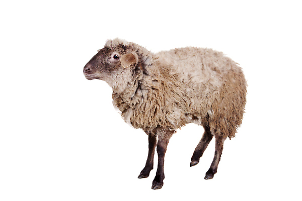 포토 JPG 해외이미지 동물 척추동물 1 응시 계절 백그라운드 농업 포유류 자연 염소 부활절 털 종류 육류 서기 사람 사람없음 옆모습 빛 농장 반사 갈색 머리 우유 금지 흰색 양 모피 자르기 싱글 귀 양고기 양모 고립 밭일 암사슴 천진난만 유일 차단 해외202309 해외포토 시선 기념일 산업 뷰포인트 컬러 컨셉 식재료 모션 사슴 유제품 신체부위 직물 암컷 생태계 파일형식