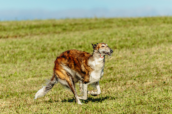 포토 JPG 해외이미지 동물 1 공원 감정 스포츠 밭 모션 놀이 건강 사람없음 야외 초록색 반려동물 달리기 뷰티 걷기 정원 점프 경쟁 에너지 게임 시골 레이싱 잡기 개 유혹 속도 사냥 송곳니 기르기 전력질주 챔피언 순혈 해외202309 해외포토 공공시설 컬러 컨셉 농업 포유류 시합 치아 돌봄 파일형식