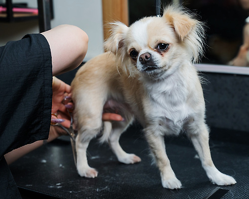 포토 JPG 해외이미지 손 신체부위 뷰티 귀여움 이발 치와와 다듬기 미용가위 해외202309 해외포토 컨셉 모션 가위_도구 사람 미용용품 개 파일형식