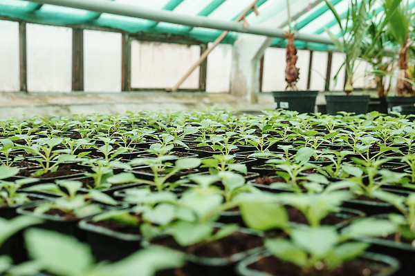 포토 JPG 해외이미지 식물 계절 꽃 산업 화초 컨셉 잎 채소 비즈니스 자연 실내 종류 사람없음 초록색 농작물 상점 봄 수확 성장 그룹 시장 냄비 혼합 큼 꽃집 환경보전 원예 쇼 소매 채소밭 묘목 밭일 심기 온실 많음 그리너리 해외202309 해외포토 나무 컬러 밭 농업 모션 취미 내부 솥 크기 사회이슈 생태계 파일형식 트랜드컬러