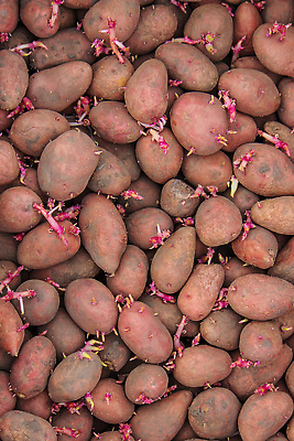 포토 JPG 해외이미지 식물 계절 지구 음식 백그라운드 밭 농업 다이어트 채소 재료 자연 감자 건강 씨앗 사람없음 야외 초록색 농작물 상자 농장 갈색 쌓기 정원 흙 봄 수확 성장 시골 신선 시장 농부 유기농 원예 날것 뿌리 내추럴 땅바닥 밭일 숙성 채식주의자 해외202309 해외포토 직업 웰빙 산업 컬러 모션 바닥 취미 생태계 채식 파일형식