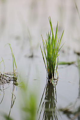 포토 JPG 해외이미지 사람없음 새싹 성장 쌀 모내기 논밭 해외포토 식물 밭 농업 곡류 논 파일형식
