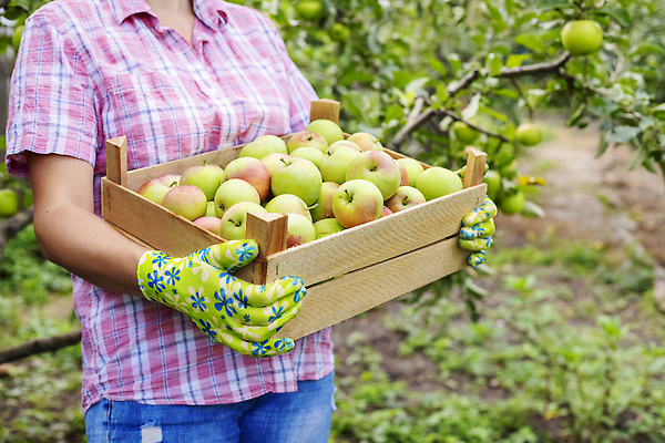 포토 JPG 해외이미지 나무 라이프스타일 계절 유럽 음식 농업 과일 자연 건강 관리 사람 사람없음 야외 목재 빨간색 초록색 여름 상자 농장 정원 수확 성장 나뭇가지 시골 신선 잡기 맛 사과 농부 나무상자 과수원 수집 유기농 생태계 원예 날것 생태학 숙성 원예사 채식주의자 해외202309 해외포토 식물 직업 웰빙 교육 나라 산업 컬러 컨셉 재료 모션 취미 생활 채식 파일형식
