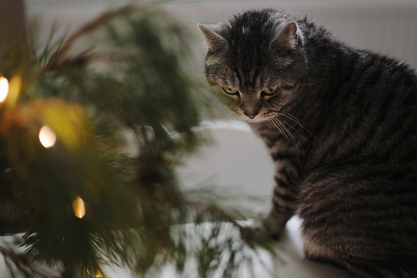 포토 JPG 해외이미지 동물 전통 계절 포즈 크리스마스 겨울 거실 포유류 자연 벽지 탁자 휴가 전등 새해 주택 실내 앉기 사람없음 내부 장식 초록색 반려동물 인테리어 크리스마스트리 반사 축제 고양이 줄무늬 거울 축하 모피 호기심 보케 얼룩무늬 솜털 안락 해외202309 해외포토 디자인 기념일 감정 컬러 가구 컨셉 무늬 모션 조명 건물 생태계 파일형식
