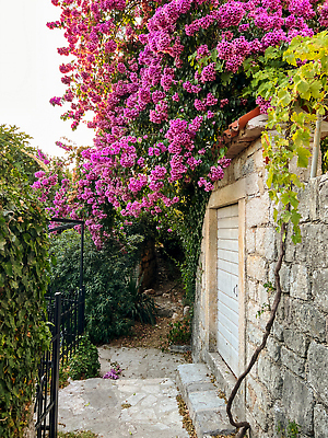 포토 JPG 해외이미지 꽃 분홍색 여행 잎 지붕 주택 매달리기 사람없음 빨간색 초록색 울타리 문 금속 정원 시골 개화 닫기 원예 단계 넘어짐 옛날 해외202309 해외포토 식물 컬러 모션 재질 취미 건물 담장 파일형식