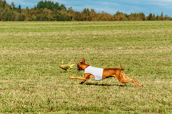 포토 JPG 해외이미지 동물 1 공원 감정 스포츠 밭 모션 놀이 건강 사람없음 야외 초록색 반려동물 달리기 뷰티 걷기 정원 점프 경쟁 에너지 게임 시골 레이싱 잡기 개 유혹 속도 사냥 송곳니 기르기 전력질주 챔피언 순혈 해외202309 해외포토 공공시설 컬러 컨셉 농업 포유류 시합 치아 돌봄 파일형식