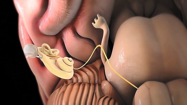 포토 JPG 해외이미지 교육 줄기 과학 일러스트 해부 생물 세포 건강 사람 사람없음 그래픽 약 인포그래픽 고통 바이러스 계획 질병 생물학 감염 미생물 시스템 면역력 분할 염증 해외202309 해외포토 식물 감정 컨셉 의학 파일형식