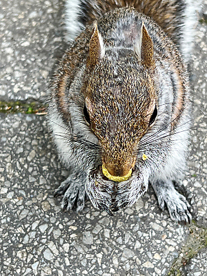 포토 JPG 해외이미지 동물 응시 얼굴 야생동물 포유류 손가락 자연 생물 수염 털 사람없음 목재 앞모습 맑음 미국 견과류 표현 설치류 작음 먹기 호기심 꼬리 뉴욕 다람쥐 솜털 맨해튼 땅바닥 삼림지대 해외202309 해외포토 나무 손 시선 감정 뷰포인트 컨셉 북아메리카 재료 모션 날씨 바닥 신체부위 숲 크기 생태계 파일형식