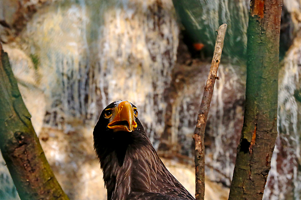 포토 JPG 해외이미지 동물 응시 야생동물 상징 백그라운드 북아메리카 자연 조류 국립공원 사람없음 뷰티 갈색 노란색 외침 흰색 나뭇가지 숲 먹이 깃털 부리 육식동물 사냥꾼 뭉치 노려봄 내추럴 스리랑카 웅장함 해외202309 해외포토 나무 직업 시선 공원 아시아 컬러 표정 아메리카 소리 생태계 파일형식
