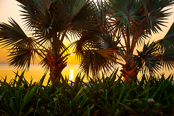 포토 JPG 해외이미지 나무 실루엣 파도 바다 섬 여행 백그라운드 오렌지 자연 벽지 하늘 휴가 휴식 손바닥 사람없음 야외 빨간색 물 파란색 빛 컬러풀 햇빛 태양 뷰티 반사 노란색 일출 맑음 황혼 일몰 새벽 낭만 황금 저녁 이국적 수평선 해외202309 해외포토 자연요소 식물 손 컬러 컨셉 과일 날씨 촬영기법 노을 야간 생태계 파일형식
