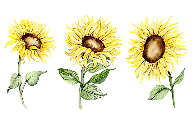 포토 JPG 해외이미지 클립아트 식물 꽃잎 포스터 컬러 꽃다발 결혼 잎 포장 해바라기 기념 프레임 씨앗 사람없음 그래픽 컬러풀 머리 페인트 수확 시골 표현 인사 얼룩 그리기 황금 떨어짐 인쇄 스케치 그림 원예 초대 손그림 최초 구성 그리너리 반복 현실 국경 해외202309 해외포토 꽃 컨셉 농업 모션 미술 이벤트 취미 신체부위 예절 파일형식 트랜드컬러