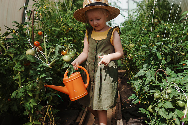 포토 JPG 해외이미지 식물 계절 어린이 음식 농업 토마토 채소 자연 건강 한명 사람 야외 빨간색 초록색 태양 농장 환경 정원 봄 수확 신선 선택 달콤 맛 작음 수집 먹기 유기농 밀짚 내추럴 숙성 온실 핸드메이드 해외202309 해외포토 자연요소 1 웰빙 산업 컬러 컨셉 모션 짚 크기 생태계 파일형식
