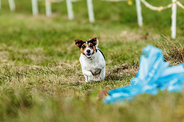 포토 JPG 해외이미지 동물 1 공원 감정 스포츠 밭 모션 놀이 건강 사람없음 야외 초록색 반려동물 달리기 뷰티 걷기 정원 점프 경쟁 에너지 게임 시골 레이싱 잡기 개 유혹 테리어 속도 사냥 송곳니 기르기 챔피언 순혈 해외202309 해외포토 공공시설 컬러 컨셉 농업 포유류 시합 치아 돌봄 파일형식
