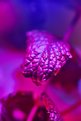 포토 JPG 해외이미지 식물 계절 꽃잎 꽃 분홍색 컬러 잎 꽃무늬 선물 사람없음 여름 컬러풀 장미 정원 보라색 봄 벚꽃 신선 닫기 허브 관목 내추럴 해외202309 해외포토 나무 무늬 모션 파일형식