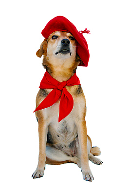 포토 JPG 해외이미지 동물 전통 응시 문화 휴가 거리 털 이벤트 사람없음 빨간색 반려동물 달리기 귀여움 축제 목도리 축하 소 스페인 개 황소 잔치 사냥개 손수건 7월 유래 캡모자 반다나 해외202309 해외포토 모자_잡화 시선 잡화 유럽 컬러 컨셉 포유류 모션 날짜 파일형식 헤어액세사리