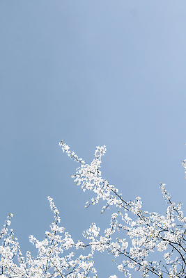 포토 JPG 해외이미지 꽃 백그라운드 사람없음 파란색 나뭇가지 화려 카피스페이스 해외202309 해외포토 나무 식물 컬러 컨셉 공백 파일형식