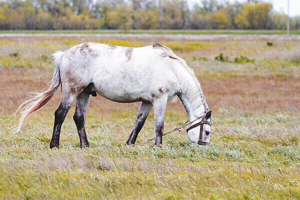 포토 JPG 해외이미지 동물 밭 포유류 자연 사람없음 초록색 반려동물 뷰티 농장 갈색 산책 아기 군중 방목 먹기 해외202309 해외포토 컬러 농업 모션 휴식 사람 축산업 생태계 파일형식