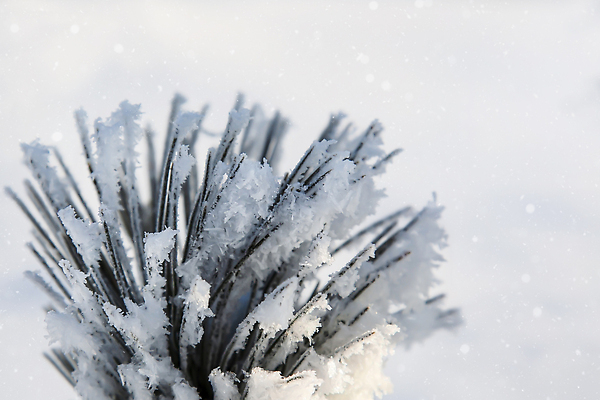 포토 JPG 해외이미지 나무 식물 디자인 계절 조각 백그라운드 크리스마스 겨울 자연 하늘 추상 휴가 새해 사람없음 장식 초록색 파란색 빛 뷰티 축제 추위 흰색 나뭇가지 소나무 눈송이 숲 서리 상록수 솜털 전나무 내추럴 폭설 눈내림 카피스페이스 해외202309 해외포토 기념일 컬러 무늬 눈_날씨 공백 자연재해 생태계 파일형식