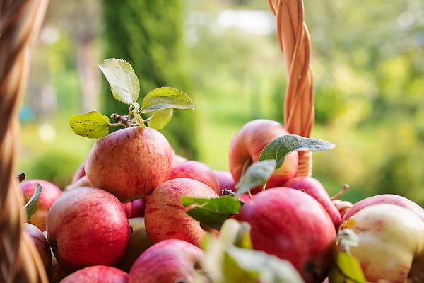 포토 JPG 해외이미지 나무 식물 계절 음식 컬러 백그라운드 잎 농업 다이어트 과일 자연 탁자 건강 사람없음 야외 목재 빨간색 농작물 햇빛 농장 바구니 정원 수확 시골 신선 달콤 사과 농부 과수원 다발 가득함 유기농 원예 내추럴 바이오 밭일 숙성 채식주의자 맛있는 해외202309 해외포토 직업 웰빙 산업 가구 재료 취미 태양 맛 생태계 채식 파일형식