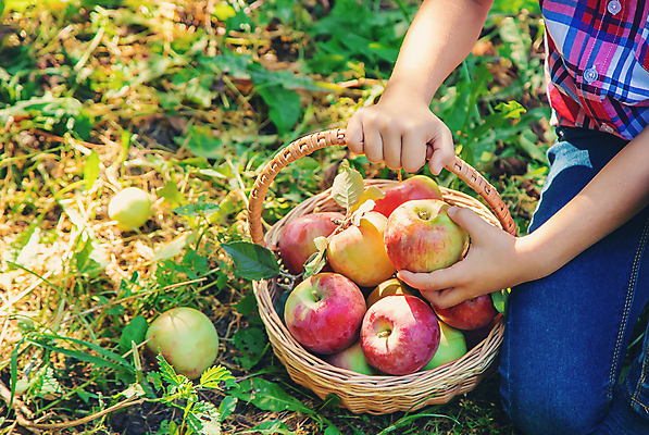 포토 JPG 해외이미지 주간 서양인 여자 어린이 자연 한명 들기 상반신 야외 앞모습 바구니 신선 잡기 사과 과수원 사과나무 사과농장 소녀한명만 해외202309 해외포토 자연요소 외국인 나무 1 뷰포인트 농업 과일 모션 사람 농장 생태계 여자한명만 소녀만 파일형식