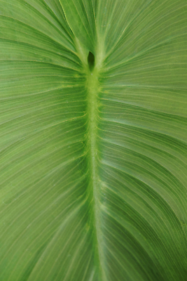 포토 JPG 해외이미지 식물 계절 산업 화초 백그라운드 잎 채소 비즈니스 자연 실내 종류 사람없음 초록색 상점 봄 성장 흰색 냄비 큼 환경보전 원예 쇼 소매 내추럴 채소밭 묘목 심기 온실 칼라꽃 그리너리 해외202309 해외포토 나무 꽃 컬러 밭 모션 취미 내부 솥 크기 사회이슈 생태계 파일형식 트랜드컬러