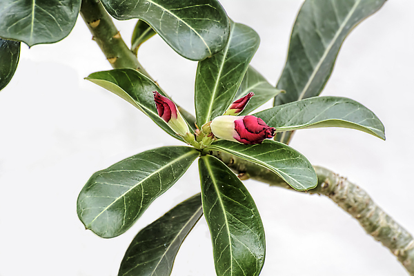 포토 JPG 해외이미지 나무 식물 꽃 분홍색 컬러 잎 꽃무늬 태국 자연 사람없음 빨간색 초록색 뷰티 장미 정원 사막 벚꽃 신선 백합 내추럴 해외202309 해외포토 아시아 무늬 생태계 파일형식