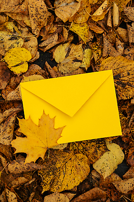 포토 JPG 해외이미지 나무 템플릿 계절 공원 백그라운드 단풍 잎 오렌지 자연 봉투 따뜻함 사람없음 야외 목재 컬러풀 태양 뷰티 노란색 평화 환경 맑음 나뭇가지 신용카드 황금 숲 9월 11월 엽서 추수감사절 10월 내추럴 삼림지대 비어있는 해외202309 해외포토 자연요소 식물 공공시설 기독교 컬러 컨셉 과일 재료 날씨 금융 날짜 편지 생태계 파일형식