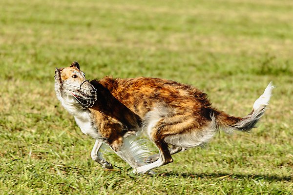 포토 JPG 해외이미지 동물 1 공원 감정 스포츠 밭 모션 놀이 건강 사람없음 야외 초록색 반려동물 달리기 뷰티 걷기 정원 점프 경쟁 에너지 게임 시골 레이싱 잡기 개 유혹 속도 사냥 송곳니 기르기 전력질주 챔피언 순혈 해외202309 해외포토 공공시설 컬러 컨셉 농업 포유류 시합 치아 돌봄 파일형식