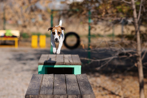포토 JPG 해외이미지 동물 공원 스포츠 포즈 벤치 포유류 모션 놀이 기술 사람없음 야외 목재 울타리 반려동물 달리기 운동 점프 경쟁 우정 산책 장비 에너지 바 개 놀이터 허들 강의 속도 재판 송곳니 기르기 뒤뜰 방목장 복종 챔피언 순혈 해외202309 해외포토 나무 공공시설 컨셉 의자 재료 휴식 건강 친구 담장 치아 장애물 법 돌봄 파일형식