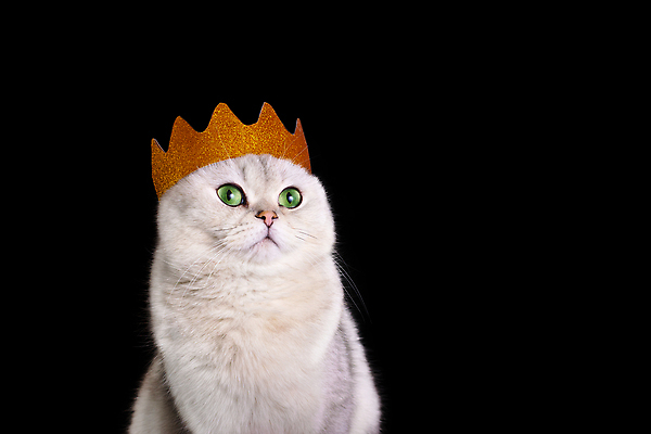 포토 JPG 해외이미지 동물 응시 여자 남자 포즈 백그라운드 장신구 포유류 검은배경 왕관 고글 털 실내 서기 경사 사람없음 반려동물 귀여움 고양이 회색 흰색 황금 작음 왕 모피 자르기 솜털 고립 기르기 유래 카피스페이스 해외202309 해외포토 시선 컬러 컨셉 모션 사람 내부 검은색 공백 크기 돌봄 파일형식