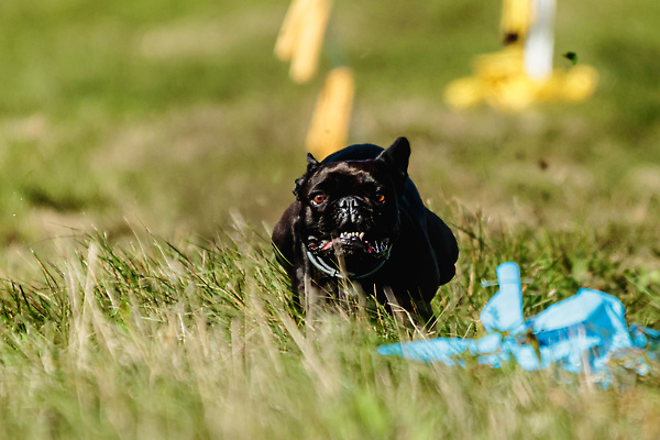 포토 JPG 해외이미지 동물 1 공원 감정 스포츠 밭 모션 놀이 건강 사람없음 야외 초록색 반려동물 달리기 뷰티 걷기 정원 점프 경쟁 에너지 게임 시골 레이싱 잡기 개 유혹 속도 사냥 송곳니 기르기 챔피언 순혈 해외202309 해외포토 공공시설 컬러 컨셉 농업 포유류 시합 치아 돌봄 파일형식