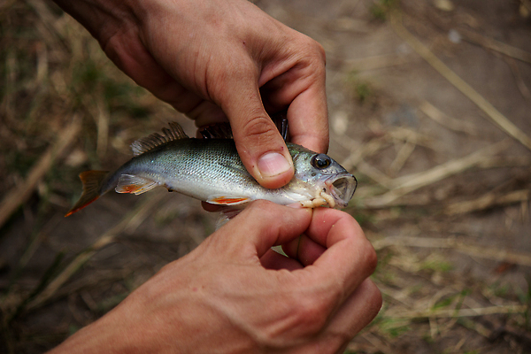 포토 JPG 해외이미지 1 계절 남자 호수 스포츠 백그라운드 자연 낚시 휴가 휴식 관리 어류 어업 사람 취미 사람없음 야외 물 강 햇빛 일출 맑음 침묵 고요 황혼 일몰 새벽 장비 연못 잡기 보트 던지기 황금 닫기 어부 낚시꾼 기어 미끼 민물 해외202309 해외포토 자연요소 직업 산업 컨셉 배_교통 모션 레저 날씨 태양 노을 수중동물 소리 생태계 파일형식