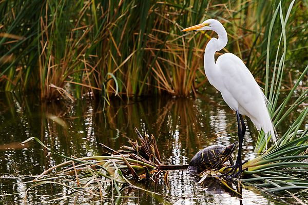 포토 JPG 해외이미지 동물 섬 겨울 파충류 자연 조류 휴가 사람없음 물 노란색 여행객 미국 껍질 흰색 거북이 습지 왜가리 방패 텍사스 해외202309 해외포토 자연요소 계절 컬러 북아메리카 사람 생태계 파일형식
