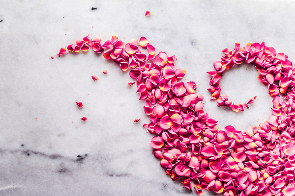 포토 JPG 해외이미지 꽃잎 분홍색 백그라운드 곡선 사람없음 장미 카피스페이스 해외202309 해외포토 꽃 선 컬러 공백 파일형식