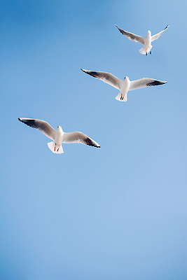 포토 JPG 해외이미지 동물 1 야생동물 바다 백그라운드 컨셉 자연 갈매기 조류 하늘 날리기 서기 사람없음 물 파란색 뷰티 평화 회색 자유 비행 황무지 우아함 깃털 부리 번짐 서식지 고립 동물상 무료 혼자 해외202309 해외포토 자연요소 컬러 모션 조형물 생태계 파일형식 효과
