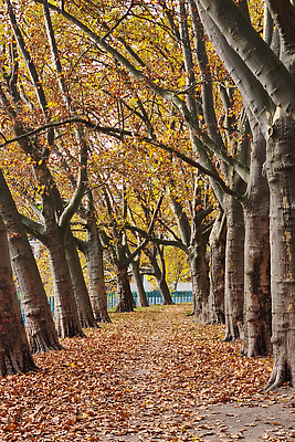 포토 JPG 해외이미지 나무 식물 디자인 계절 공원 길 컬러 여행 백그라운드 잎 벤치 오렌지 자연 하늘 풍경 사람없음 야외 빨간색 초록색 파란색 빛 컬러풀 햇빛 뷰티 노란색 환경 맑음 산책 카펫 가을 신선 황금 닫기 숲 질감 장면 10월 내추럴 땅바닥 해외202309 해외포토 공공시설 의자 과일 모션 날씨 휴식 바닥 태양 날짜 생태계 파일형식