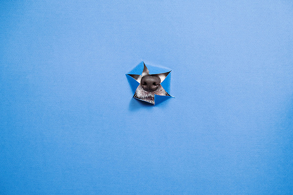 포토 JPG 해외이미지 한마리 사람없음 입 강아지 코 파란배경 찢어짐 나오기 해외202309 해외포토 1 백그라운드 모션 신체부위 파란색 반려동물 개 파일형식