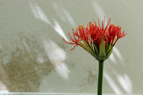 포토 JPG 해외이미지 나무 식물 꽃 컬러 백그라운드 컨셉 잎 패턴 자연 벽지 추상 사람없음 초록색 컬러풀 환경 정원 봄 성장 신선 숲 질감 내추럴 해외202309 해외포토 계절 무늬 생태계 파일형식