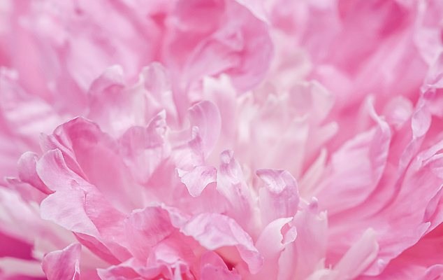 포토 JPG 해외이미지 식물 디자인 꽃잎 꽃 분홍색 컬러 꽃다발 결혼 백그라운드 컨셉 꽃무늬 자연 추상 휴가 사람없음 빛 뷰티 환경 봄 낭만 성장 벚꽃 흰색 신선 신용카드 개화 선택 질감 초대 부드러움 내추럴 창백 작약 파스텔톤 해외202309 해외포토 계절 무늬 이벤트 금융 감각 생태계 파일형식