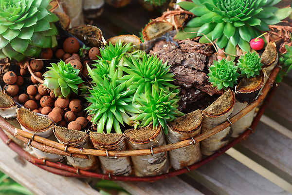 포토 JPG 해외이미지 식물 꽃 컬러 잎 꽃무늬 패턴 농업 자연 지붕 선인장 사람없음 목재 장식 초록색 농작물 뷰티 바구니 환경 정원 재활용 성장 벚꽃 컨테이너 원예 나무껍질 자작나무 리빙 내추럴 다육식물 땅바닥 영원 그리너리 해외202309 해외포토 나무 산업 무늬 재료 바닥 취미 껍질 친환경 생태계 파일형식 트랜드컬러