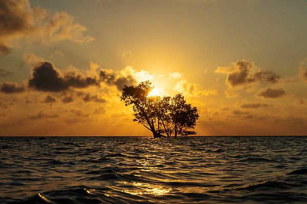 포토 JPG 해외이미지 나무 식물 아시아 바다 여행 자연 휴가 풍경 사람없음 초록색 물 여름 뷰티 평화 일출 환경 황혼 일몰 새벽 생태계 뿌리 발리 인도양 생태학 안다만 이국적 파라다이스 혼자 플로리다 해외202309 해외포토 자연요소 계절 교육 나라 컬러 섬 컨셉 노을 미국 인도네시아 파일형식