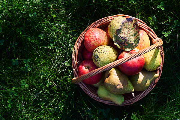 포토 JPG 해외이미지 식물 계절 음식 컬러 백그라운드 잎 농업 과일 자연 건강 손잡이 사람없음 빨간색 초록색 햇빛 태양 농장 노란색 바구니 정원 수확 성장 신선 클로버 사과 과수원 상쾌 유기농 원예 내추럴 바이오 밭일 숙성 카피스페이스 맛있는 해외202309 해외포토 자연요소 웰빙 감정 산업 취미 공백 생태계 파일형식
