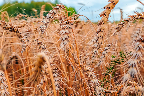 포토 JPG 해외이미지 빵 줄기 밭 농업 옥수수 씨앗 풍경 사람없음 빛 농경지 평화 농사 화목 목장 새벽 활발 모임 수확 성장 광선 농촌 시골 농부 낟알 땅 시리얼 밀 명상 에코 조경 보리 태평양 밭일 호밀 귀리 해외202309 해외포토 자연요소 식물 직업 산업 음식 바다 컨셉 곡류 농장 환경 파일형식