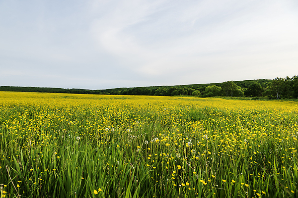 포토 JPG 해외이미지 식물 계절 밭 농업 자연 하늘 사람없음 야외 초록색 파란색 농작물 농장 봄 시골 땅 밀 내추럴 수평선 해외202309 해외포토 산업 컬러 곡류 생태계 파일형식