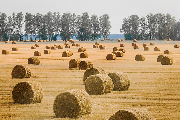 포토 JPG 해외이미지 식물 산업 음식 백그라운드 밭 농업 자연 하늘 건조 사람없음 야외 건물 농작물 농장 농경지 노란색 쌓기 가축 수확 시골 원형 황금 건초더미 볏짚 먹이 낟알 밀 창고 질감 수납 뭉치 밀짚 흙더미 내추럴 외양간 밭일 해외202309 해외포토 도형 동물 건축물 컬러 모션 곡류 흙 건초 짚 생태계 파일형식 더미