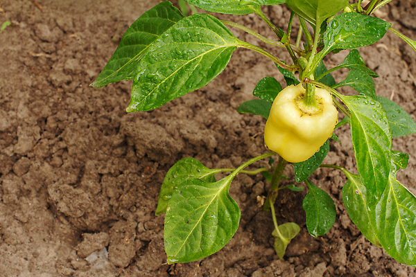 포토 JPG 해외이미지 식물 계절 음식 백그라운드 잎 밭 농업 다이어트 채소 자연 건강 사람없음 초록색 농작물 농장 노란색 정원 농사 수확 성장 종 신선 달콤 맛 유기농 원예 날것 후추 내추럴 밭일 불가리아 숙성 온실 채식주의자 해외202309 해외포토 웰빙 산업 컬러 컨셉 취미 향신료 생태계 채식 파일형식 남유럽