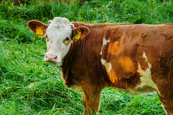 포토 JPG 해외이미지 동물 밭 농업 포유류 자연 육류 사람없음 야외 초록색 농장 농경지 갈색 환경 농사 가축 소고기 우유 시골 소 군중 방목 먹기 유기농 황소 내추럴 송아지 해외202309 해외포토 웰빙 산업 새끼 컬러 식재료 모션 유제품 사람 축산업 생태계 파일형식