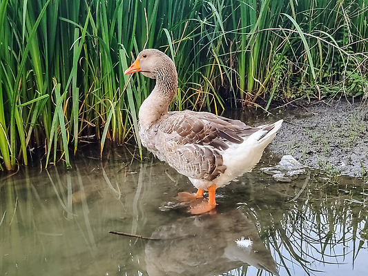 포토 JPG 해외이미지 동물 응시 공원 호수 야생동물 음식 농업 오렌지 자연 조류 오리 서기 사람없음 야외 초록색 물 여름 강 뷰티 농장 갈색 머리 환경 중국 회색 연못 그룹 깃털 부리 목 거위 물새 계산서 내추럴 프랑스어 동물상 해외202309 해외포토 자연요소 문자 시선 계절 공공시설 산업 아시아 컬러 과일 모션 신체부위 조형물 생태계 파일형식